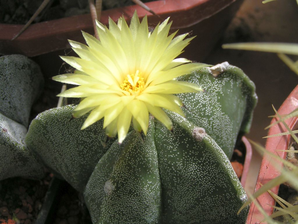 Astrophytum myriostigma